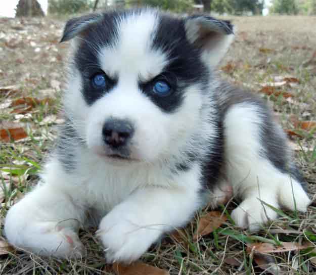 Siberian Husky puppies - Singapore Pets Listings | Sg Pets